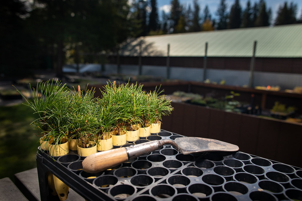 Massif de vivaces et graminées planté avec les végétaux de Point Botanique